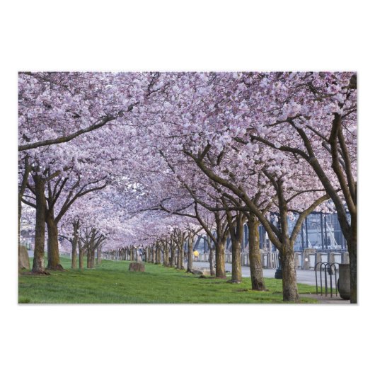アメリカ、ウィラメッテ川沿いの桜 フォトプリント            (正面)