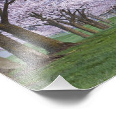 アメリカ、ウィラメッテ川沿いの桜 フォトプリント            (角)