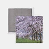 アメリカ、ウィラメッテ川沿いの桜 マグネット (正面/裏面)