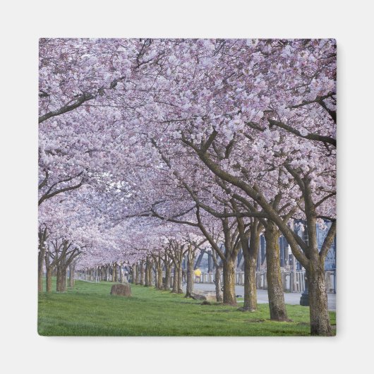 アメリカ、ウィラメッテ川沿いの桜 マグネット (正面)
