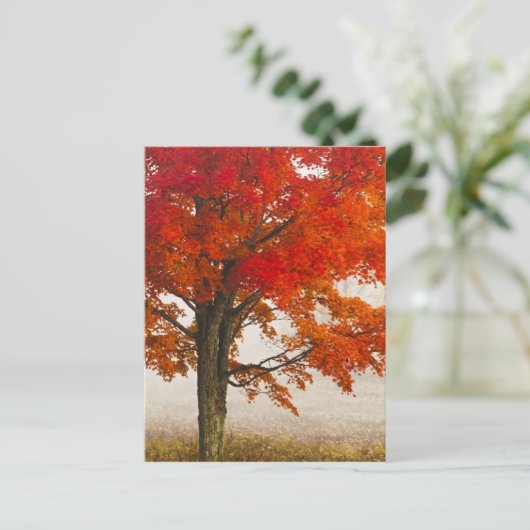 アメリカ、ウェストバージニア、デイビス。秋のアカエデ ポストカード (スタンド正面)