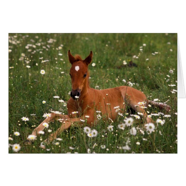 アメリカ、オレゴン、アラビアンポニー。 (正面横)