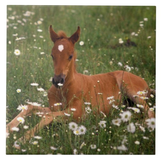 アメリカ、オレゴン、アラビアンポニー。 タイル (正面)