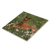 アメリカ、オレゴン、アラビアンポニー。 タイル (側面)