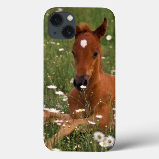 アメリカ、オレゴン、アラビアンポニー。 Case-Mate iPhoneケース (裏面)