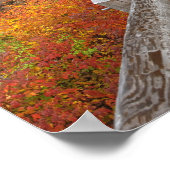 アメリカ、オレゴン、ウィラメット国立森林。 ポスター (角)