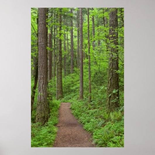 アメリカ、オレゴン、コロンビア川峡谷。Eloah滝 ポスター (正面)