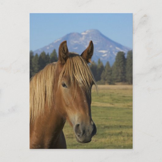 アメリカ、オレゴン、シスターズ、三人姉妹の見解 ポストカード (正面)