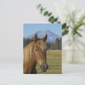 アメリカ、オレゴン、シスターズ、三人姉妹の見解 ポストカード (スタンド正面)