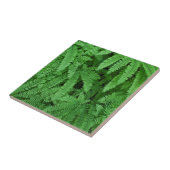 アメリカ、オレゴン、シルバートン。メイデンヘアーシダ タイル (側面)