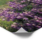 アメリカ、オレゴン、ネシカビーチ。ルパンとオレゴン ポスター (角)