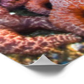 アメリカ、オレゴン。ヒトデと海の星 ポスター (角)