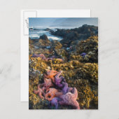 アメリカ、オレゴン。ヒトデと海の星 ポストカード (正面/裏面)