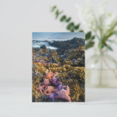 アメリカ、オレゴン。ヒトデと海の星 ポストカード (スタンド正面)