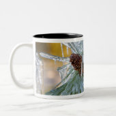 アメリカ、オレゴン、ベンド。ポンデロサマツの針は ツートーンマグカップ (左)