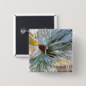 アメリカ、オレゴン、ベンド。ポンデロサマツの針は 缶バッジ (正面&裏面)