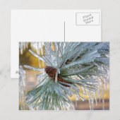 アメリカ、オレゴン、ベンド。ポンデローサの松の葉は ポストカード (正面/裏面)