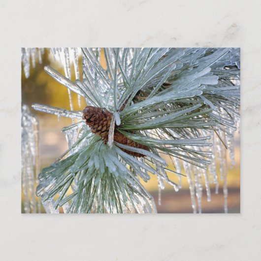 アメリカ、オレゴン、ベンド。ポンデローサの松の葉は ポストカード (正面)