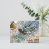 アメリカ、オレゴン、ベンド。ポンデローサの松の葉は ポストカード (スタンド正面)