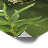 アメリカ、オレゴン、ポートランド。スギの雄ワクウィング ポスター (角)