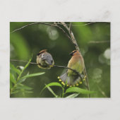 アメリカ、オレゴン、ポートランド。スギの雄ワクウィング ポストカード (正面)