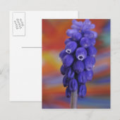 アメリカ、オレゴン、ポートランド。ブルーグレープのクローズアップ ポストカード (正面/裏面)