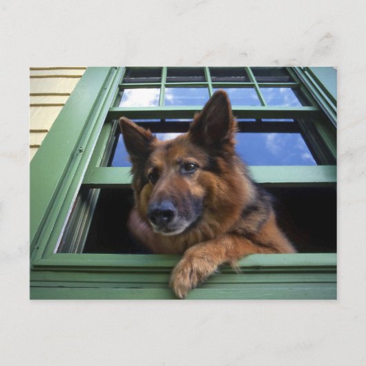 アメリカ、オレゴン、ポートランド。長い髪をグイッと結ぶ ポストカード (正面)