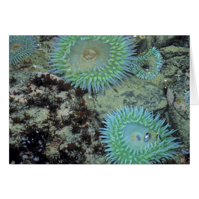 アメリカ、オレゴン、海王星SP。宝石のような色合いの海 (正面横)