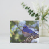 アメリカ、オレゴン。雄の西ブルーバード ポストカード (スタンド正面)