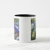 アメリカ、オレゴン。雄の西ブルーバード マグカップ (中央)