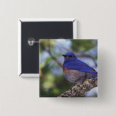 アメリカ、オレゴン。雄の西ブルーバード 缶バッジ (正面&裏面)