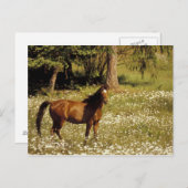 アメリカ、オレゴン。馬のフィールドデイジー ポストカード (正面/裏面)