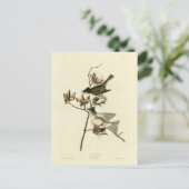 アメリカ・オーデュボン鳥類、フィーベ ポストカード (スタンド正面)