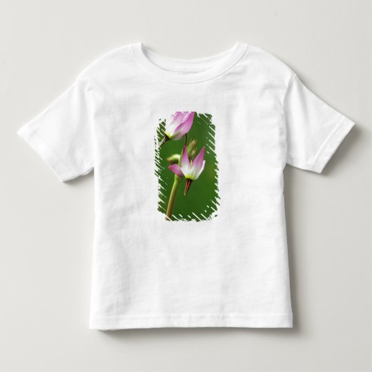 アメリカ カリフォルニア州の野の花、流れ星 トドラーTシャツ (正面)