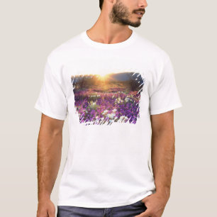 アメリカ、カリフォルニア州、アンザ・ボレゴ砂漠州立公園。2 Tシャツ