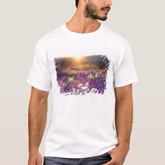 アメリカ、カリフォルニア州、アンザ・ボレゴ砂漠州立公園。2 Tシャツ (正面)