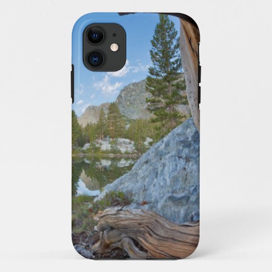 アメリカ、カリフォルニア州、イニョー国有林。古い松 Case-Mate iPhoneケース (裏面)