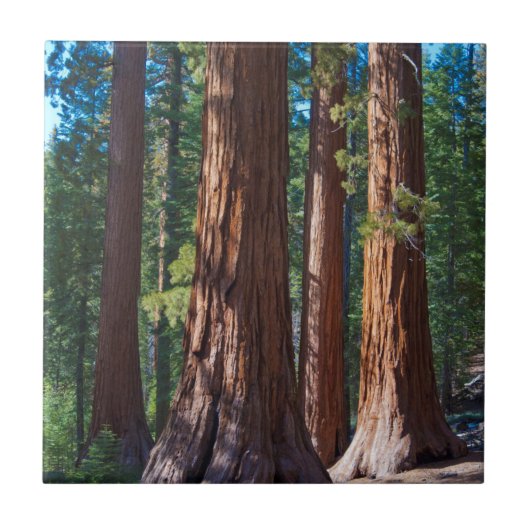 アメリカ、カリフォルニア州。セコイアの木の幹、マリポサ タイル (正面)