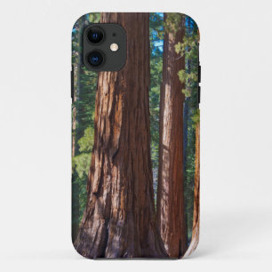 アメリカ、カリフォルニア州。セコイアの木の幹、マリポサ iPhone 11 ケース