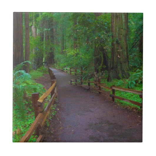 アメリカ、カリフォルニア州。セコイアの道 タイル (正面)