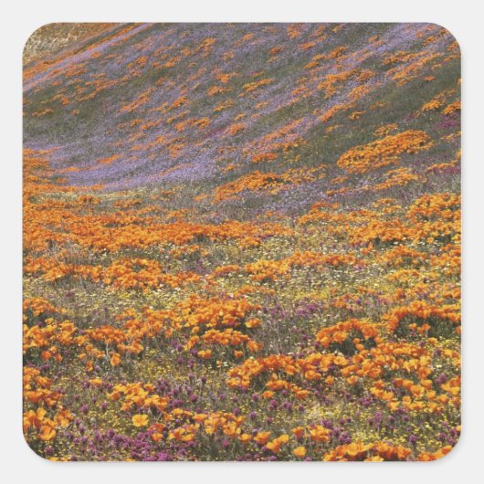アメリカ, カリフォルニア州, テハチャピ山脈, 2 スクエアシール (正面)