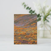 アメリカ, カリフォルニア州, テハチャピ山脈, 2 ポストカード (スタンド正面)