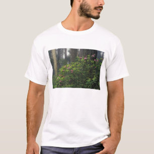 アメリカ、カリフォルニア州、デルノルテ郡、レッドウッズ州立公園、 Tシャツ