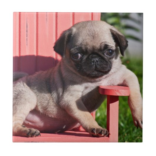 アメリカ、カリフォルニア州。パグの子犬の斜め掛け タイル (正面)