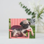 アメリカ、カリフォルニア州。パグの子犬の斜め掛け ポストカード (スタンド正面)