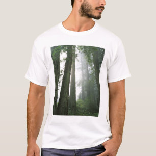 アメリカ、カリフォルニア州、レッドウッド国立公園、 Tシャツ