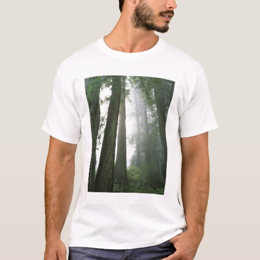 アメリカ、カリフォルニア州、レッドウッド国立公園、 Tシャツ (正面)