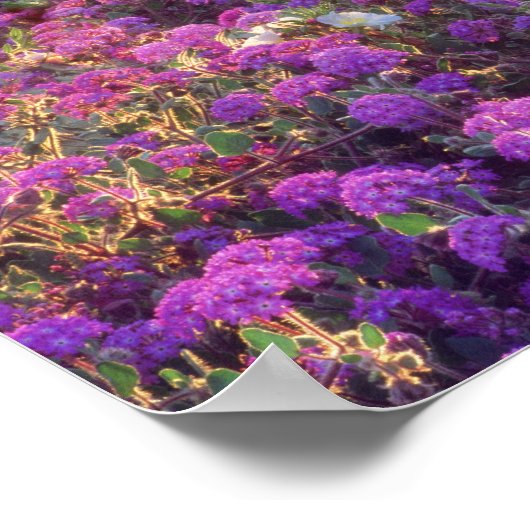 アメリカ、カリフォルニア、アンザ・ボレゴ砂漠州公園。2 ポスター (角)