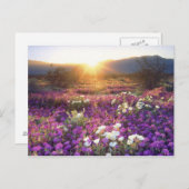 アメリカ、カリフォルニア、アンザ・ボレゴ砂漠州公園。2 ポストカード (正面/裏面)