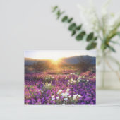 アメリカ、カリフォルニア、アンザ・ボレゴ砂漠州公園。2 ポストカード (スタンド正面)